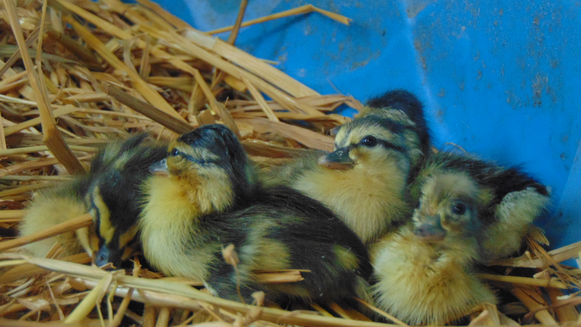 ducklings 006.JPG