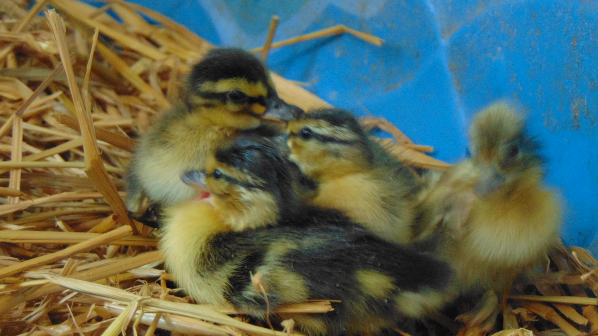 ducklings 008.JPG