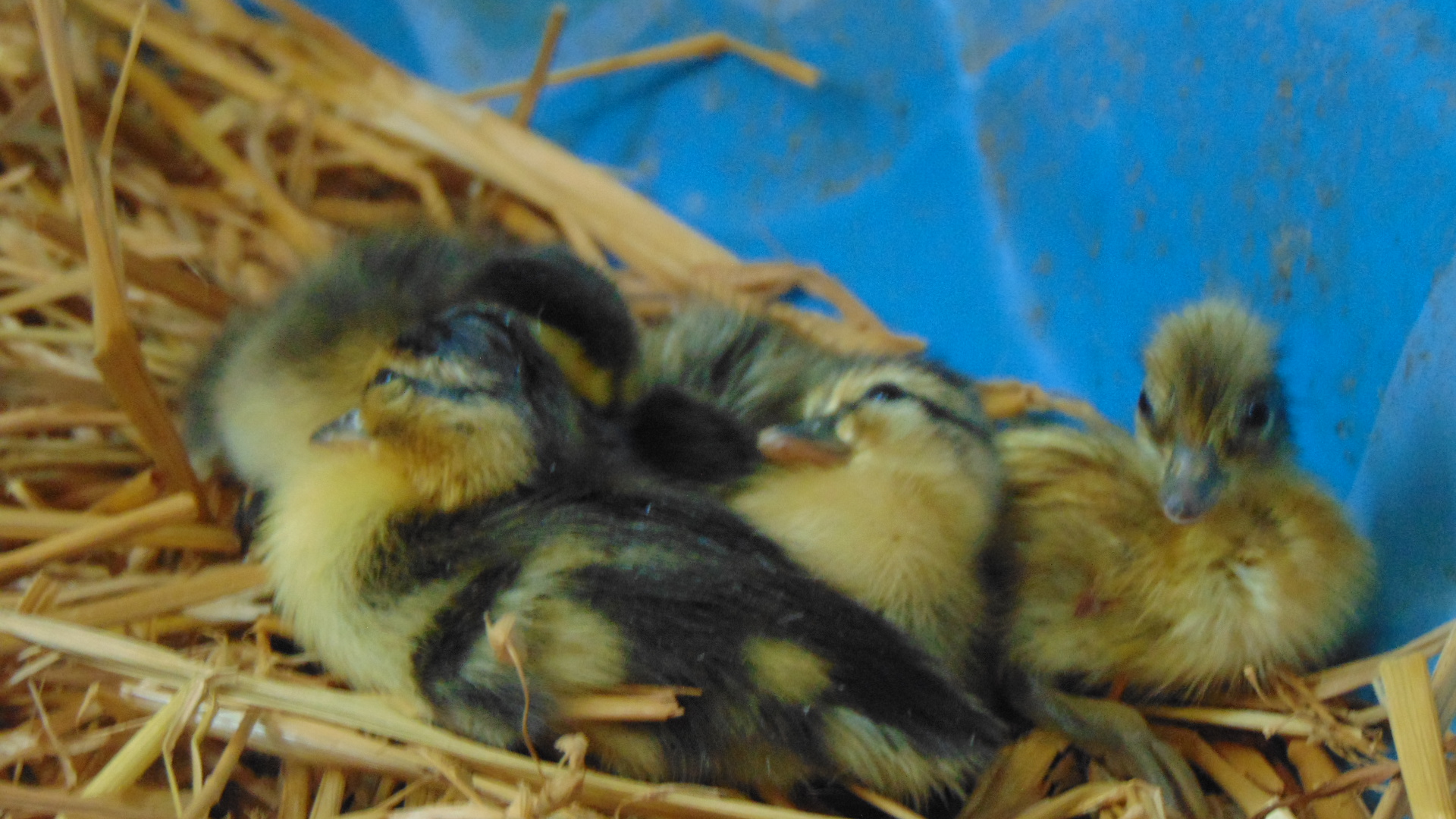 ducklings 009.JPG
