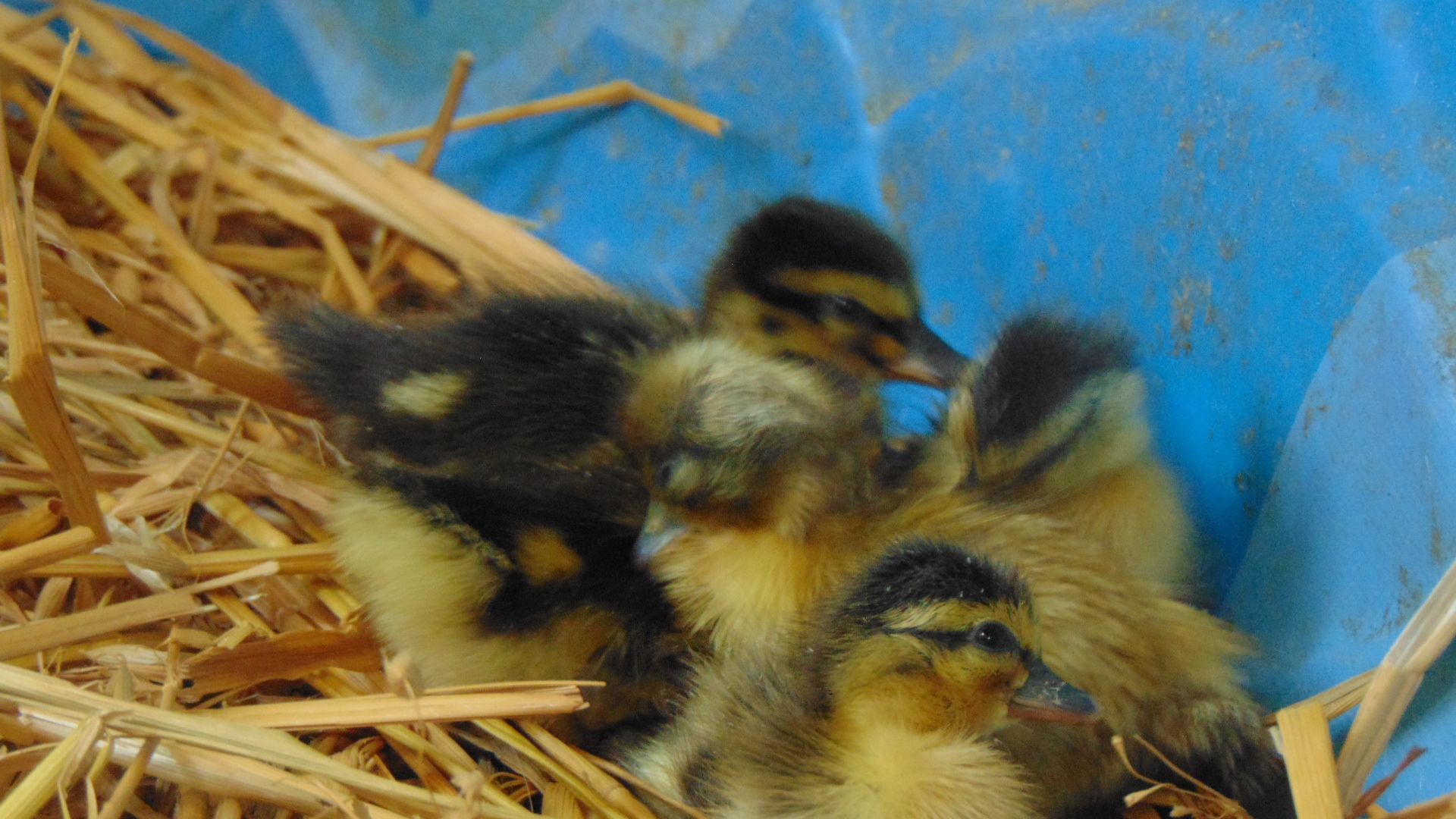 ducklings 011.JPG