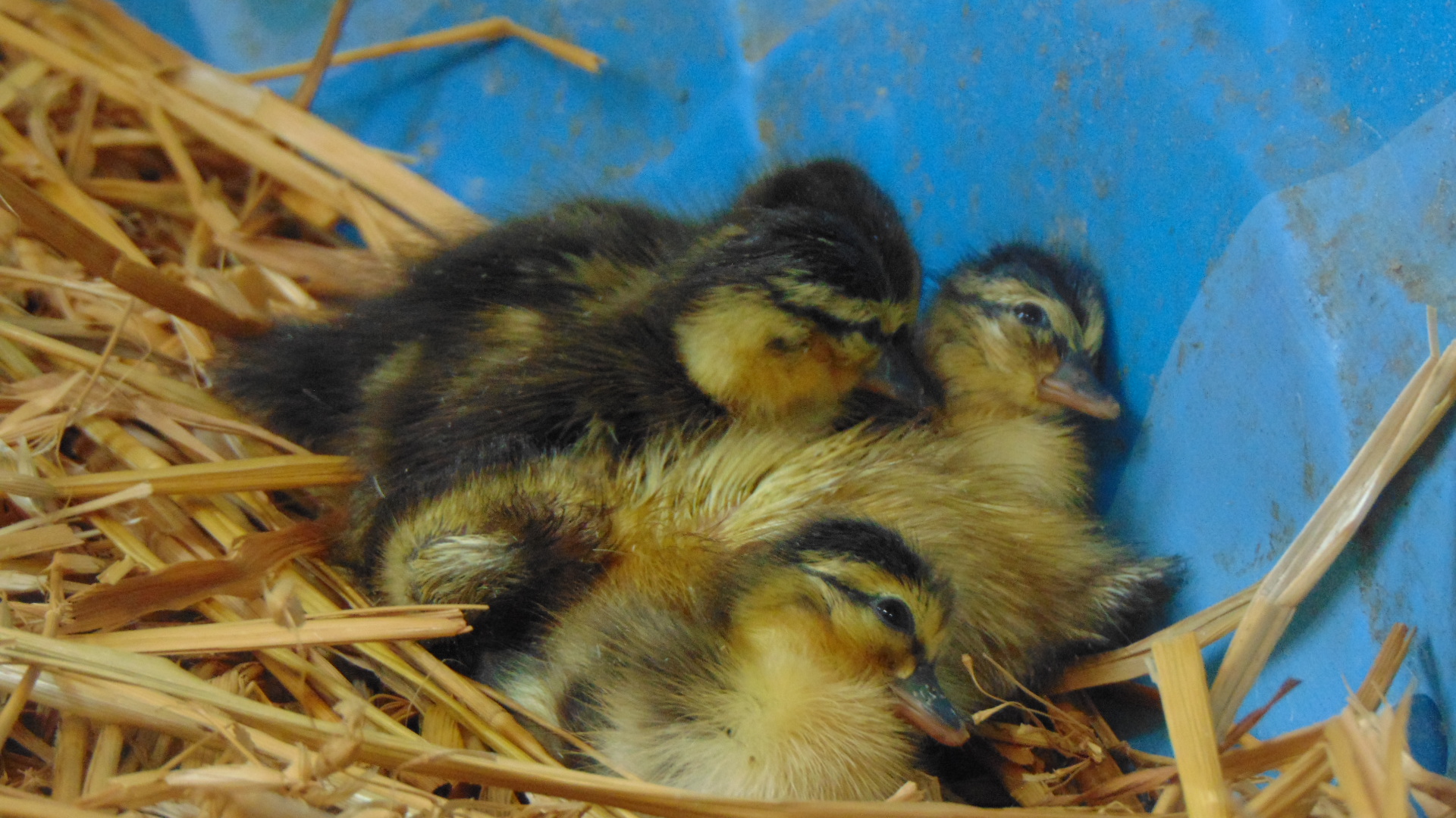 ducklings 013.JPG