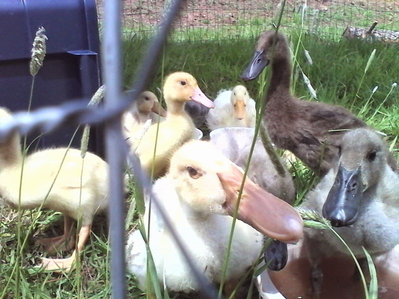Ducklings 1st time outside