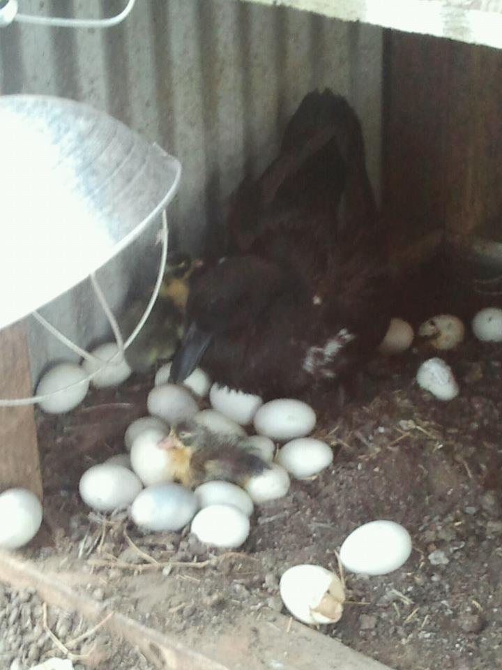 Ducklings 5/16/12. The one in front hatched that day.