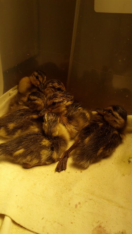 ducklings 6