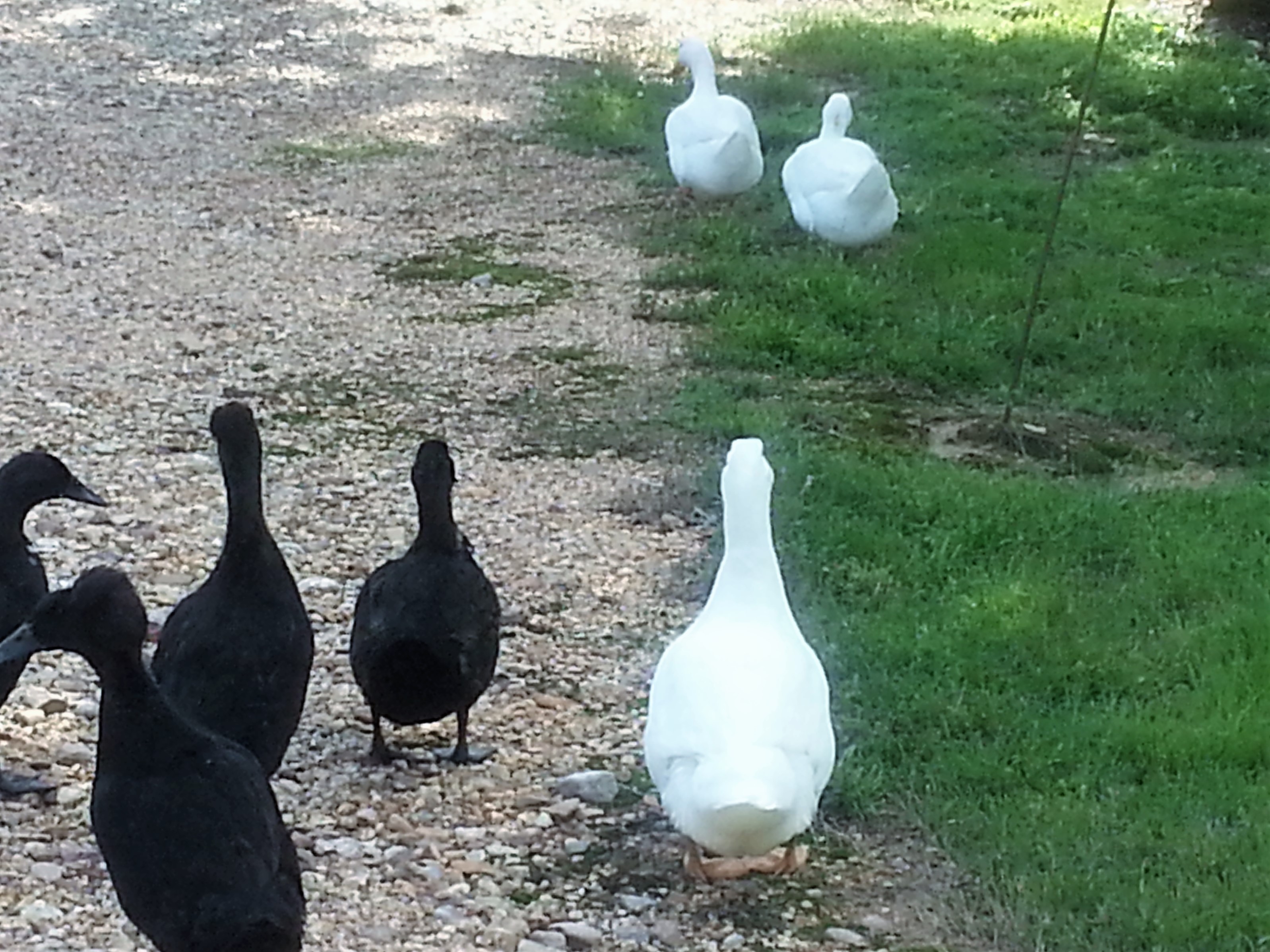 Ducklings 7 wks old