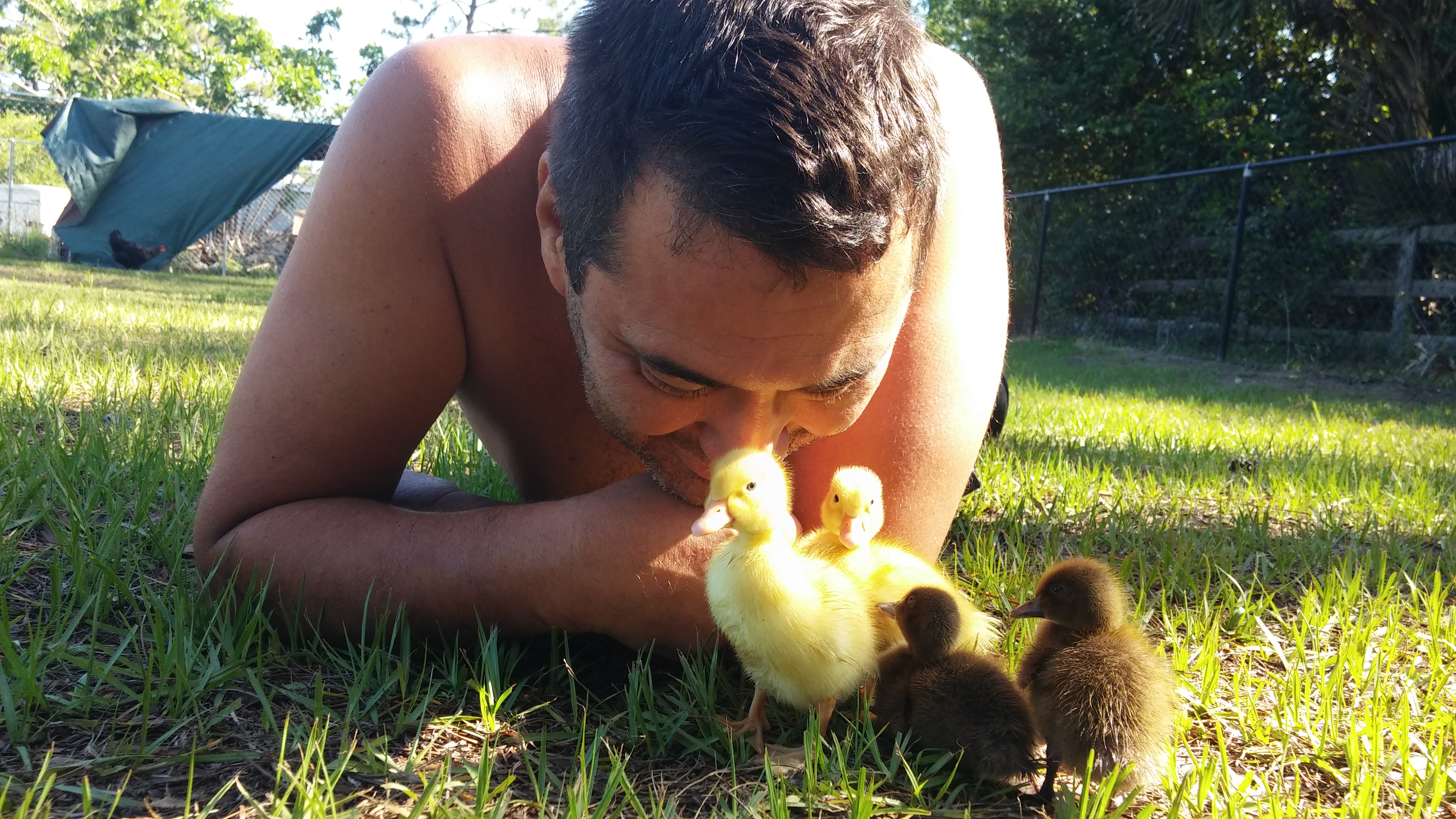Ducklings are the coolest things in the world!!!