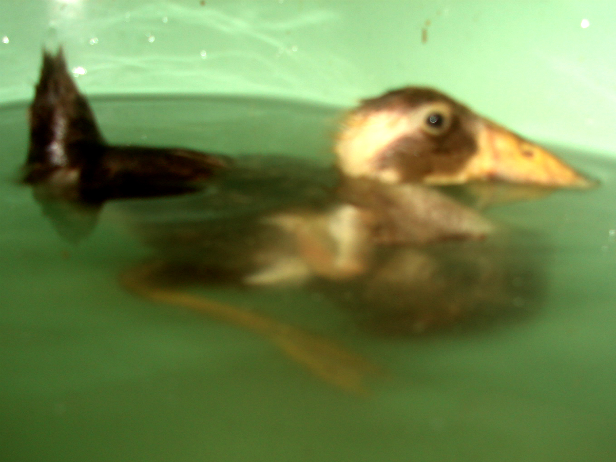 Ducklings can drown!  This duckling got lower and lower and lower as I carefully supervised him over about thirty minutes.  The water was warm and he wasn't worried -  he was paddling slowly and calmly.  I was worried.... so shortly after this picture I took him out.  The water was getting close to his nostrils.