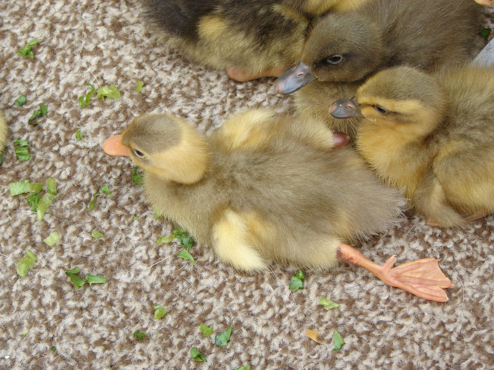 Ducklings can sleep so funny...  This duckling is called Arnica.  Arnica is a plant with yellow flower.