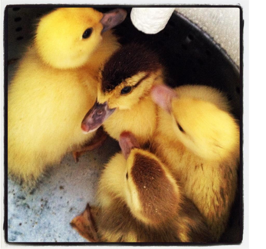 Ducklings coming home