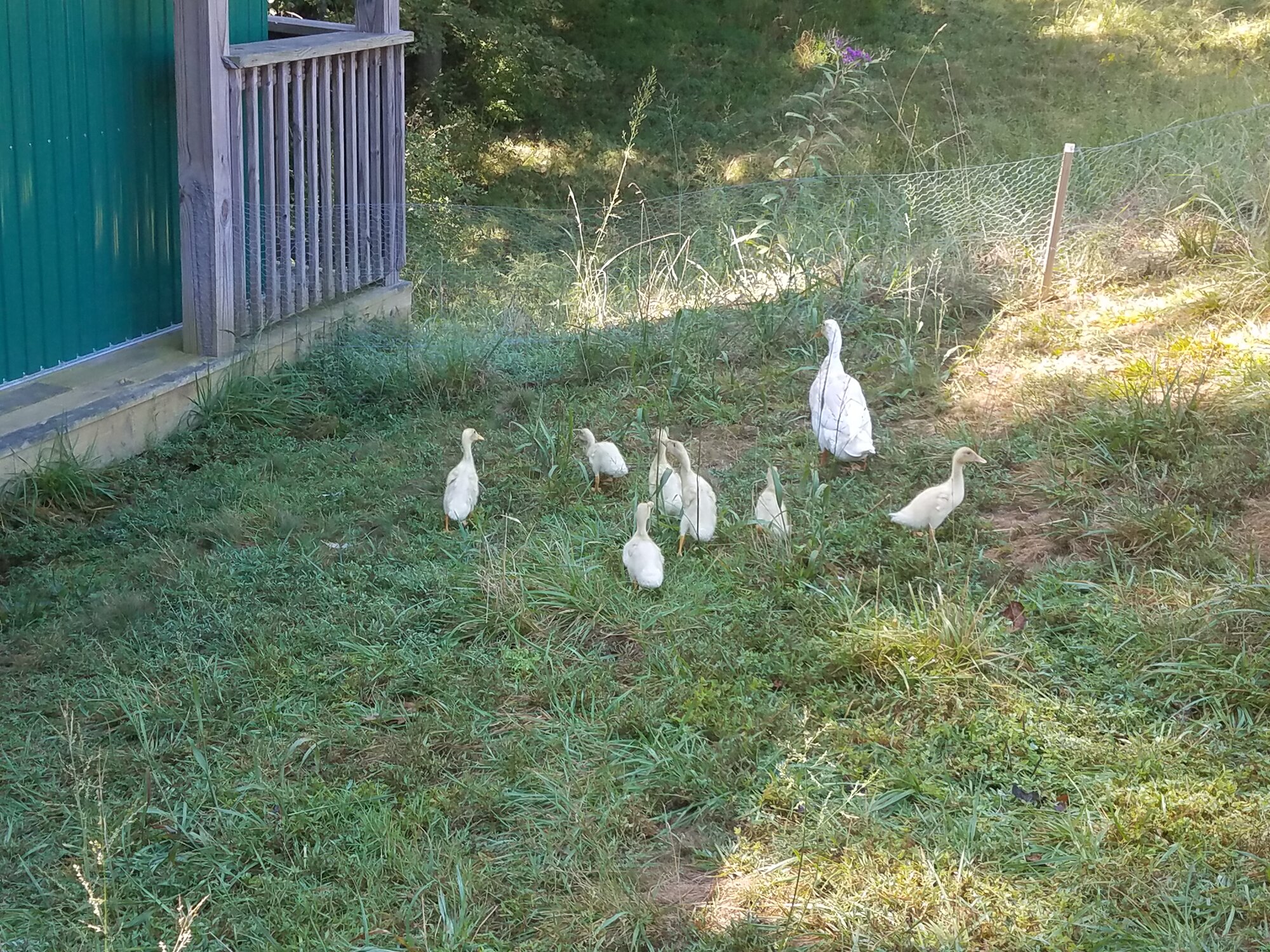 Ducklings discover the world