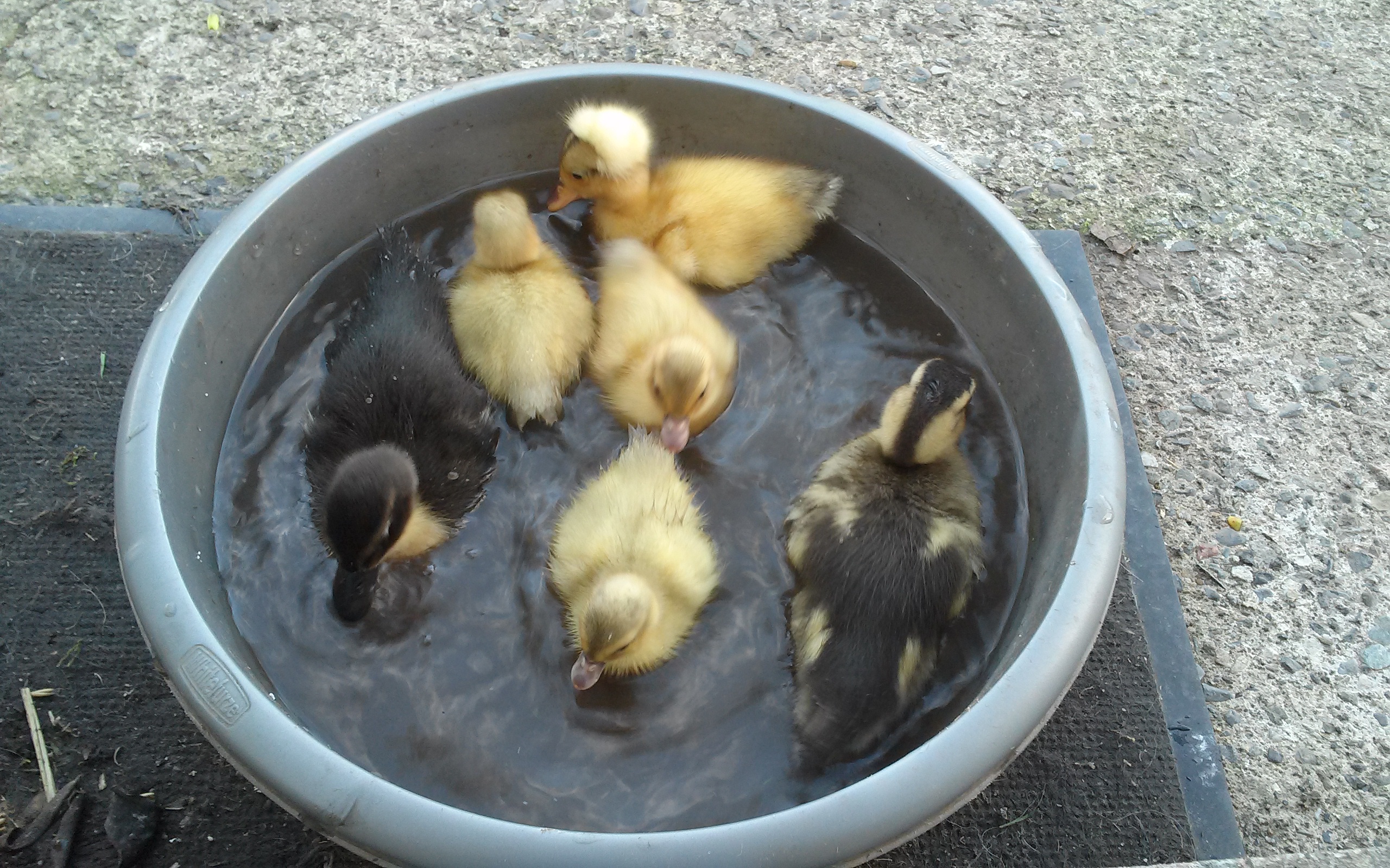 Ducklings enjoying a quick swim. BackYard Chickens Learn How to Raise Chickens