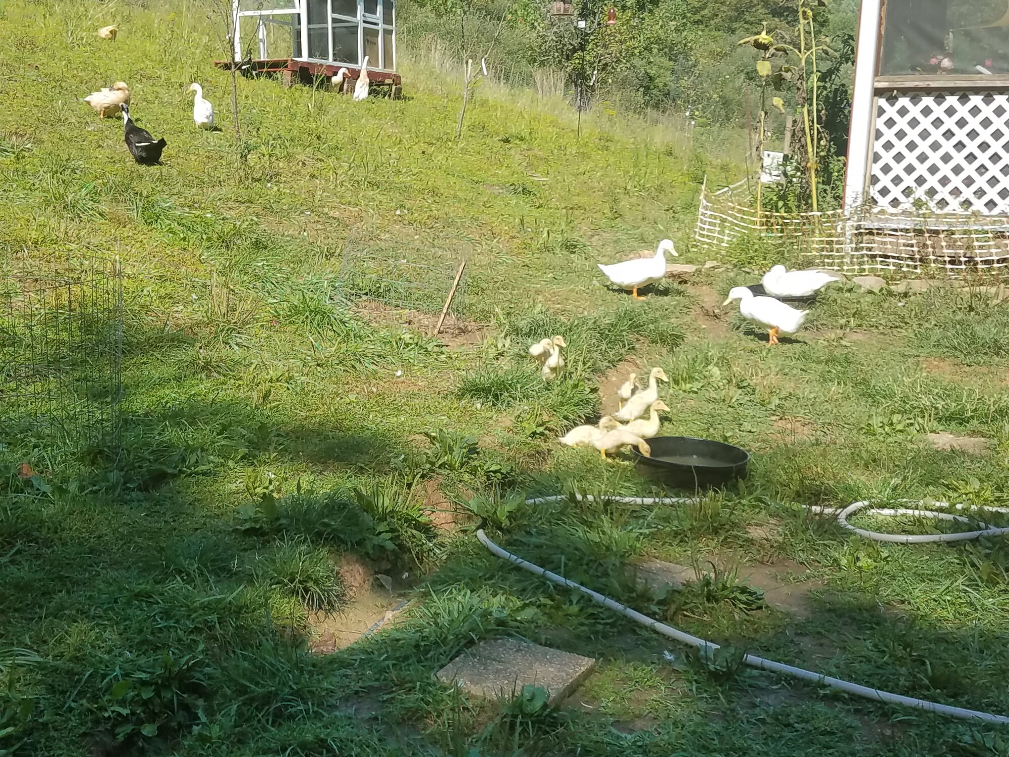 Ducklings explore their new world