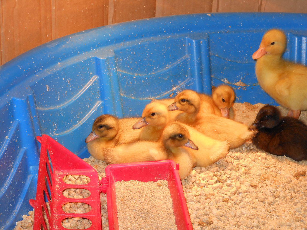 Ducklings from Metzer's... couple of day's old. 5 Welshies on the left and Pekin and Cayuga on the right.