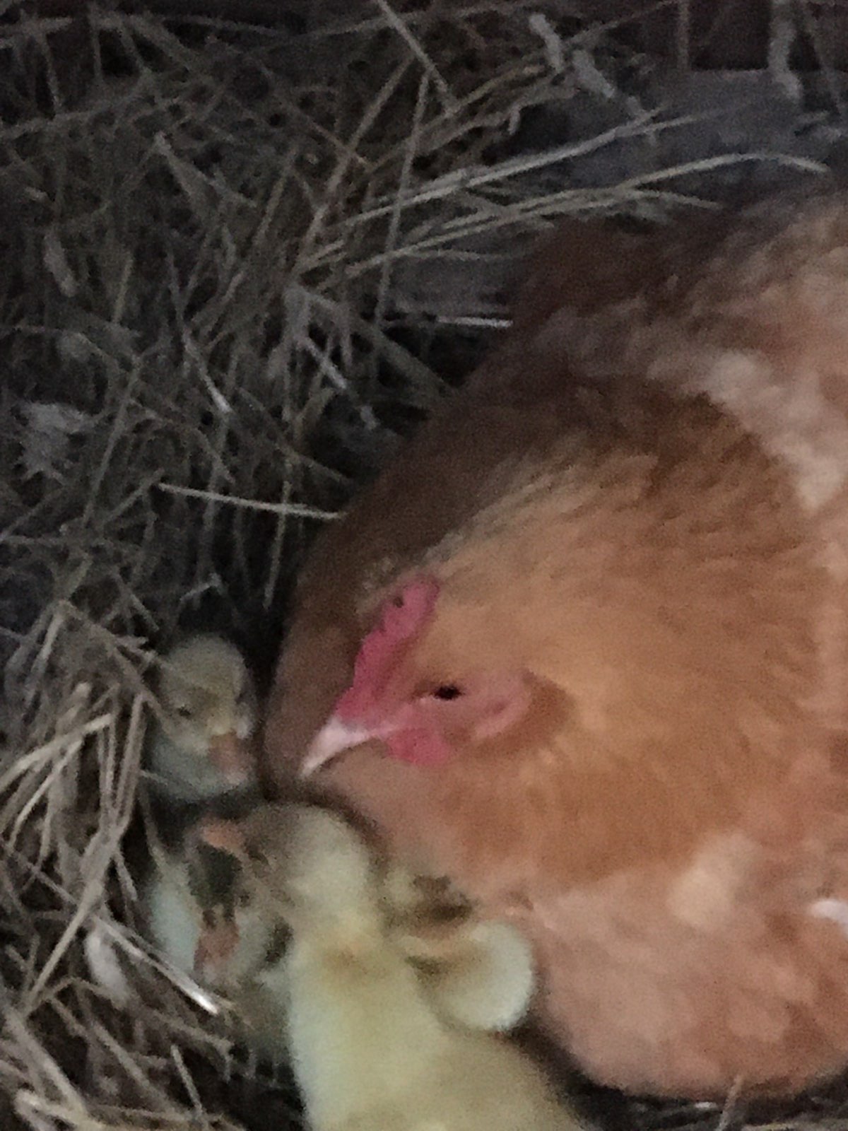 Ducklings hatched by the neighbors broody chicken