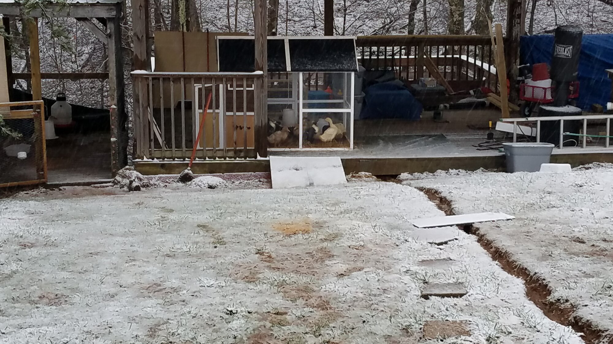 Ducklings hate Winter too