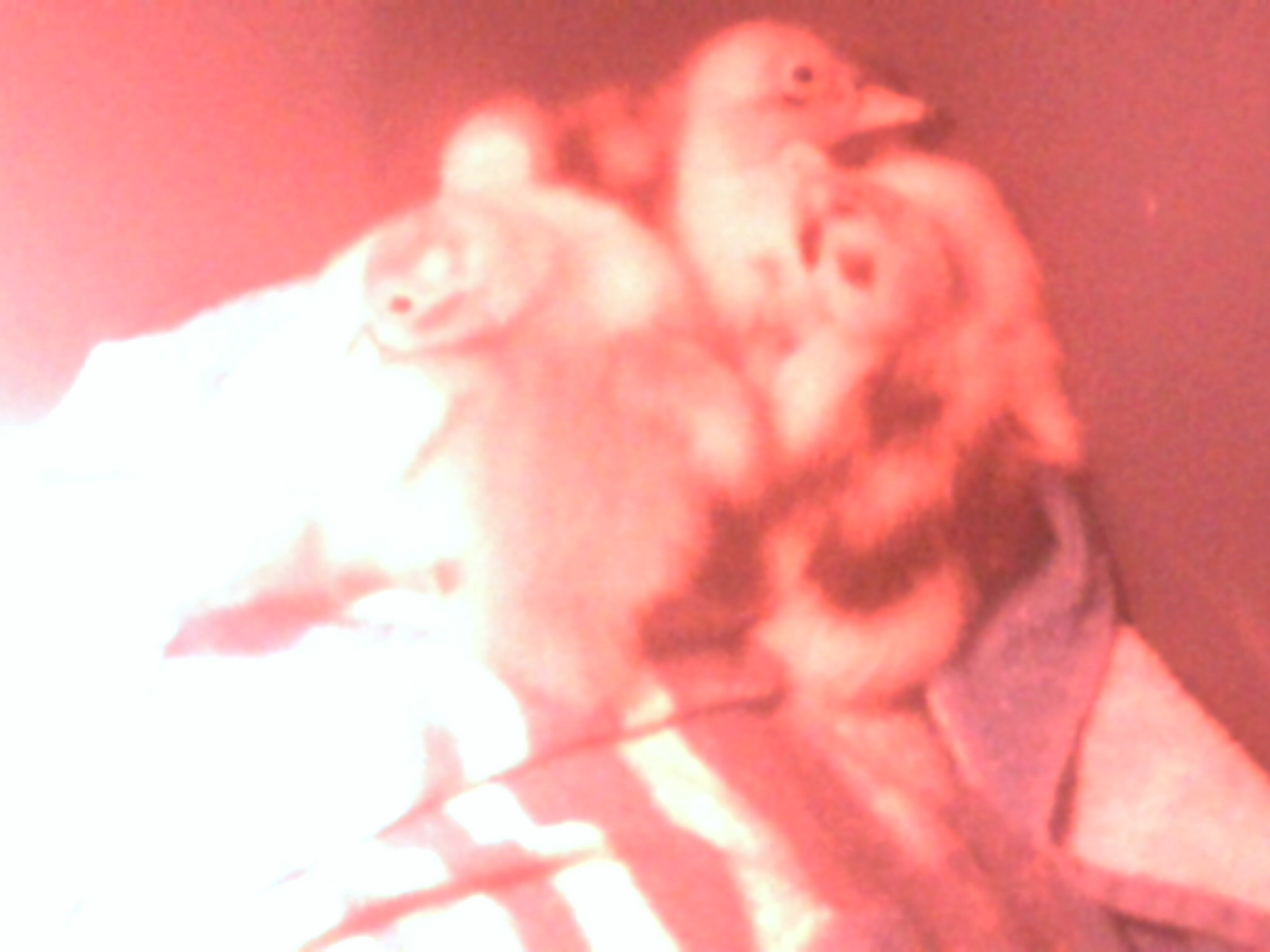 ducklings in new hatcher