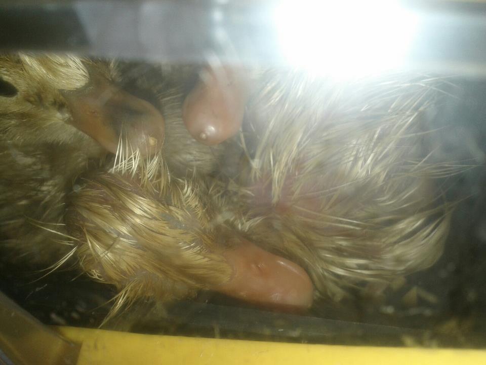 Ducklings in the incubator. Hatched 4-14-2013 Appleyards 3 white, 3 silver.
