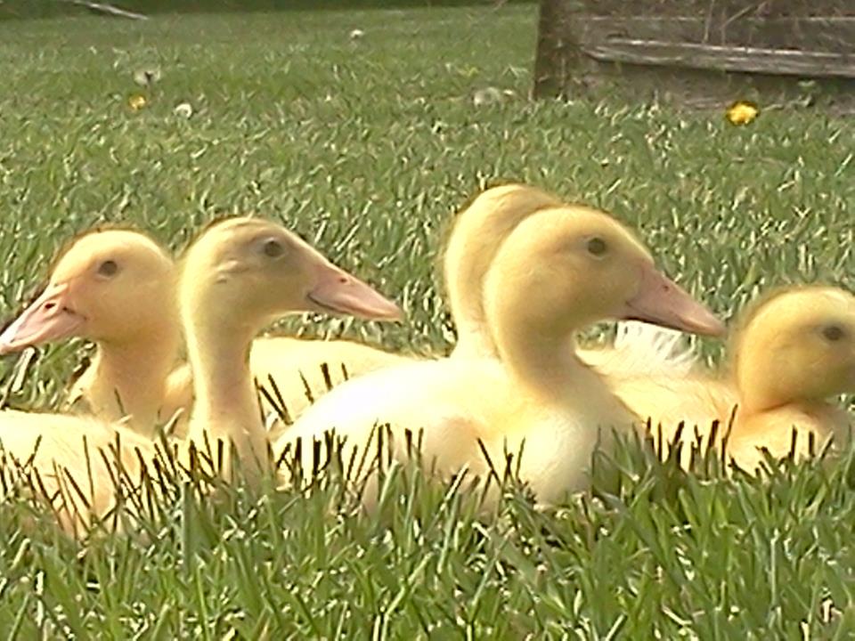 Ducklings snuggling together in the Sun after playing and eating.
