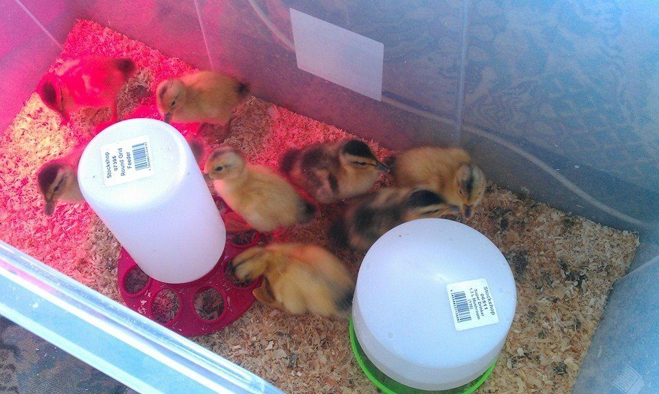 Ducklings, the "darker" appleyards and "lighter" appleyards. Aiming for light as they come out with the best markings ("appleyard type")