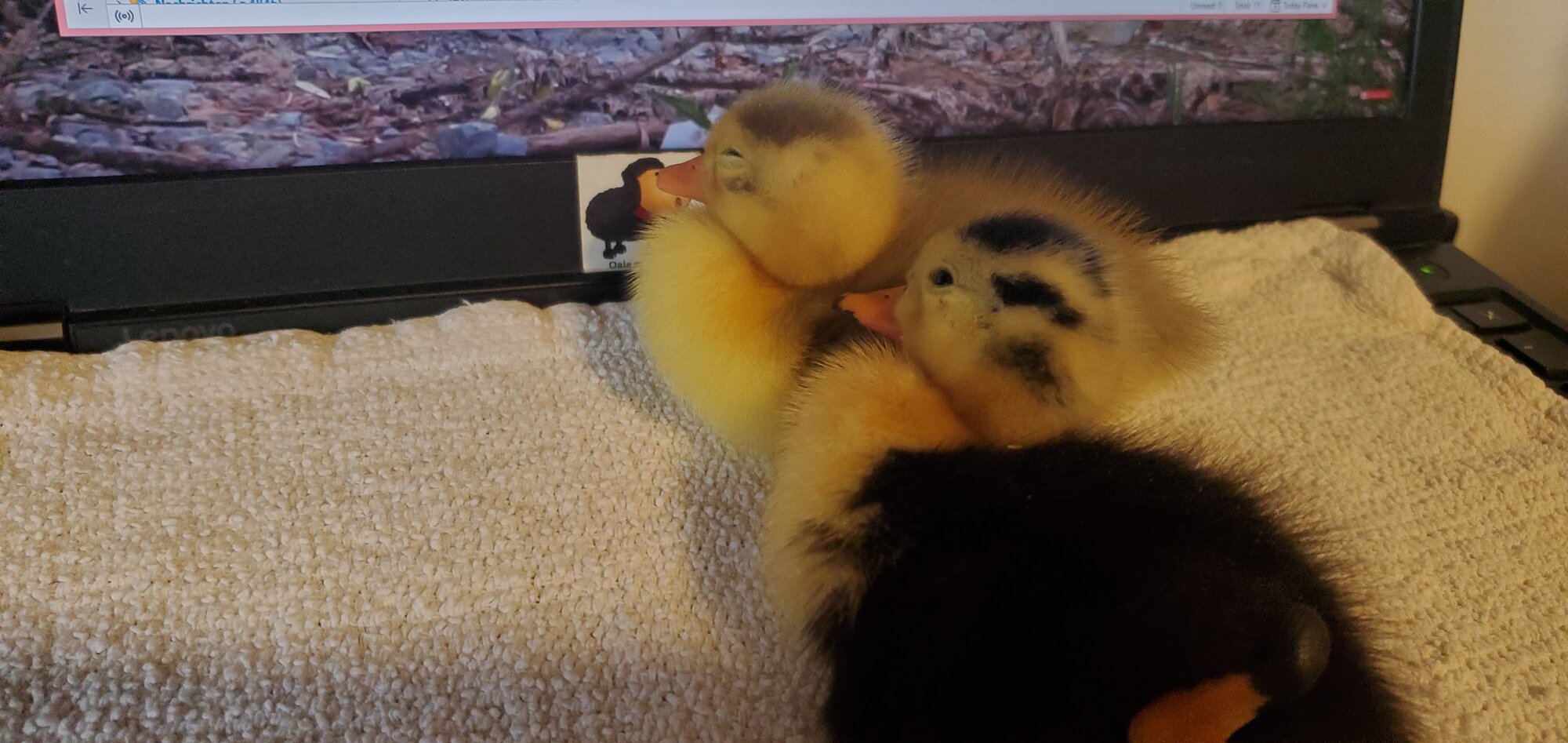 Ducklings using each other as pillows
