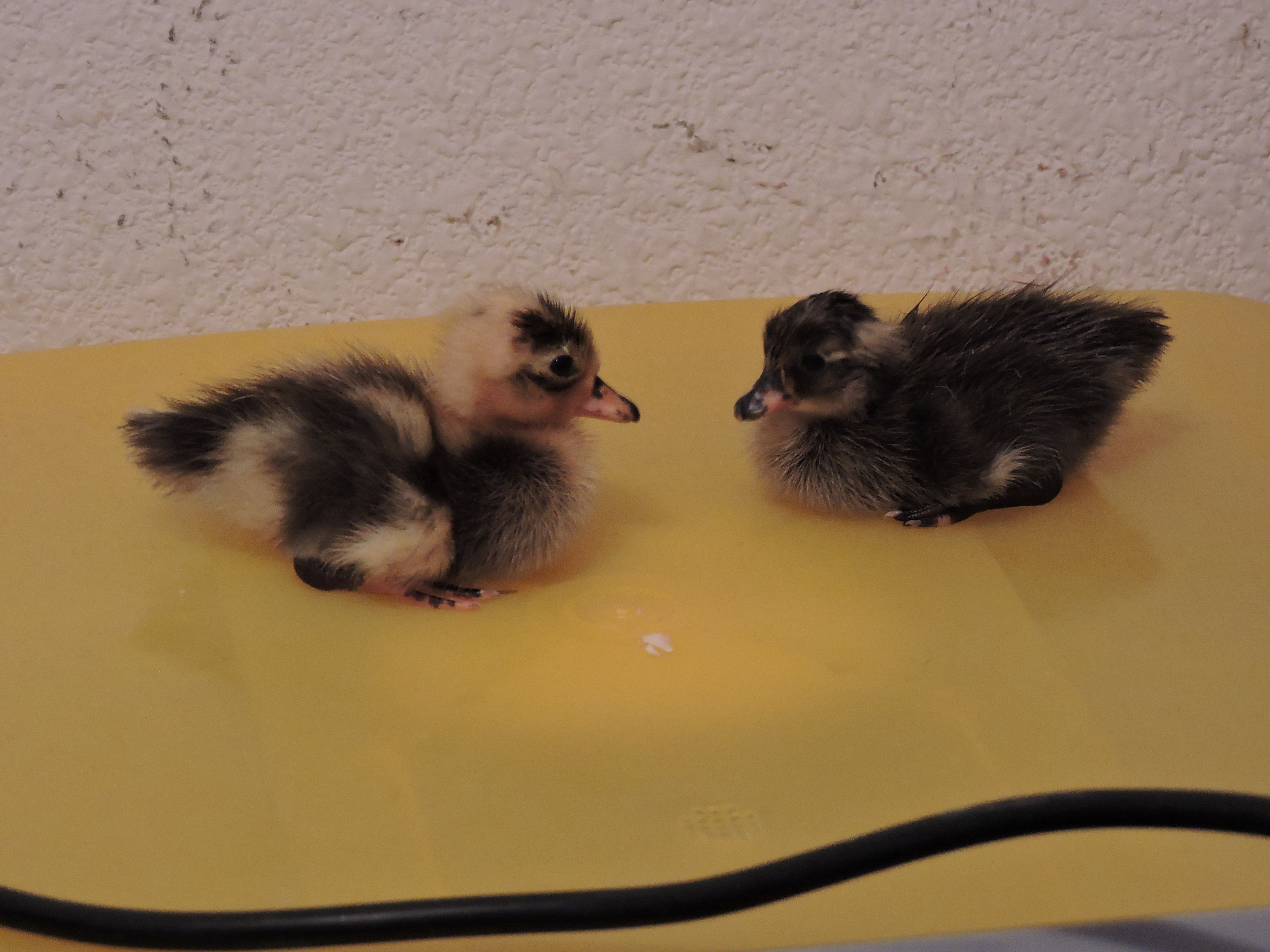 Ducklings!