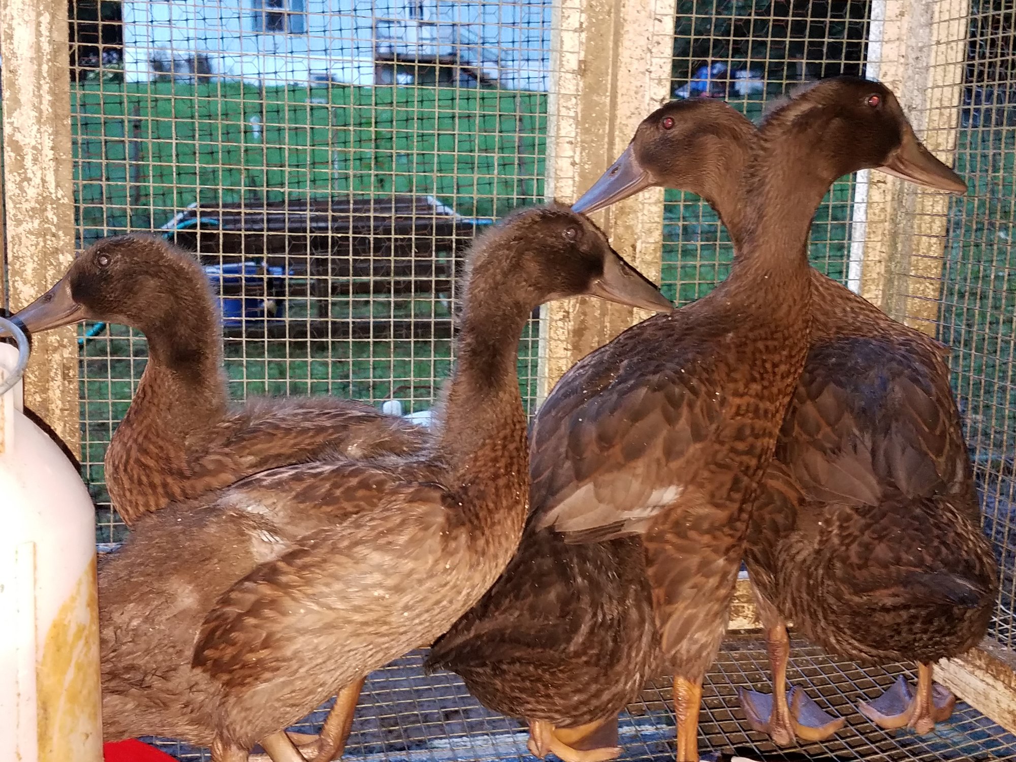 Ducklings