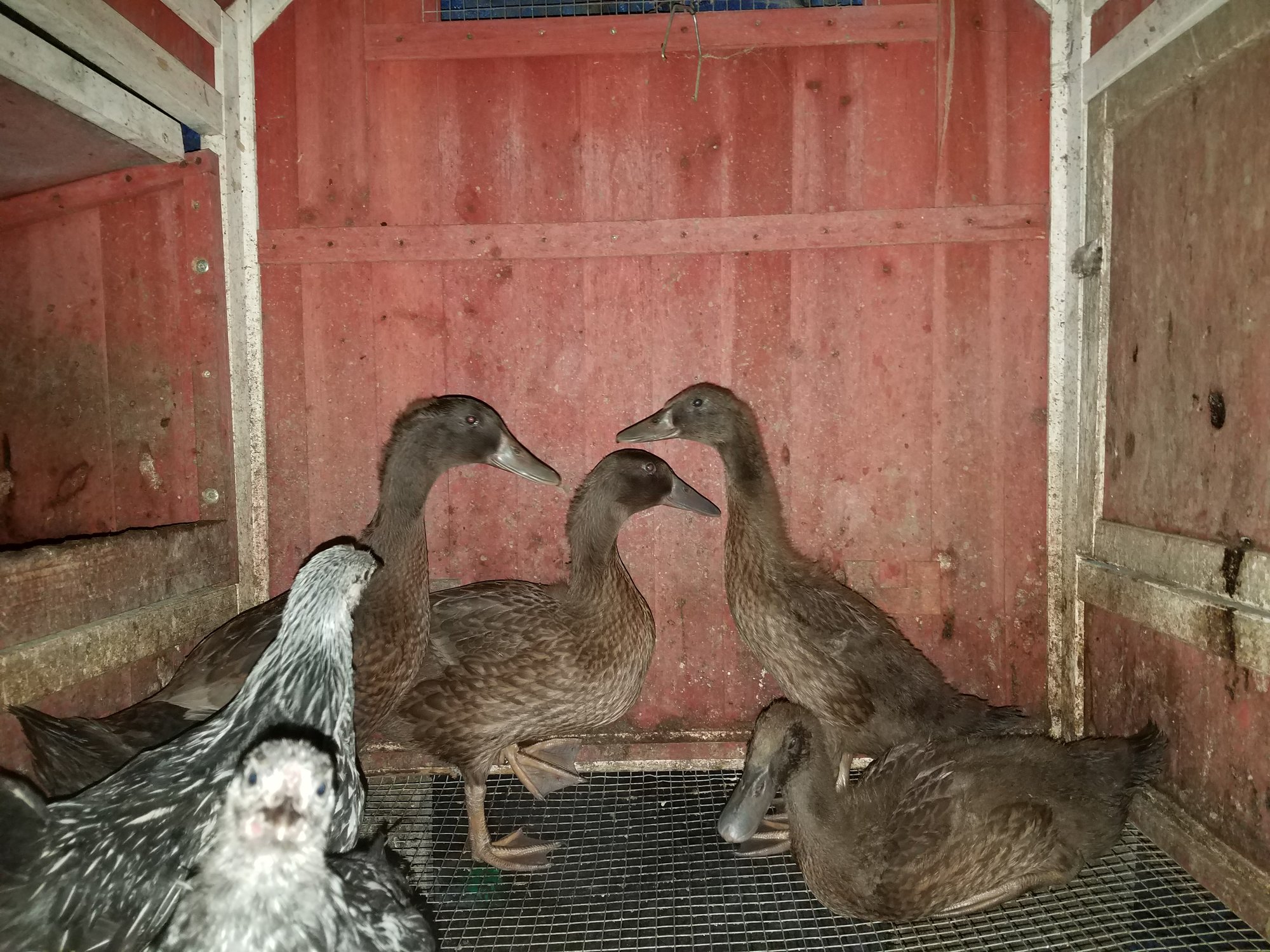 Ducklings