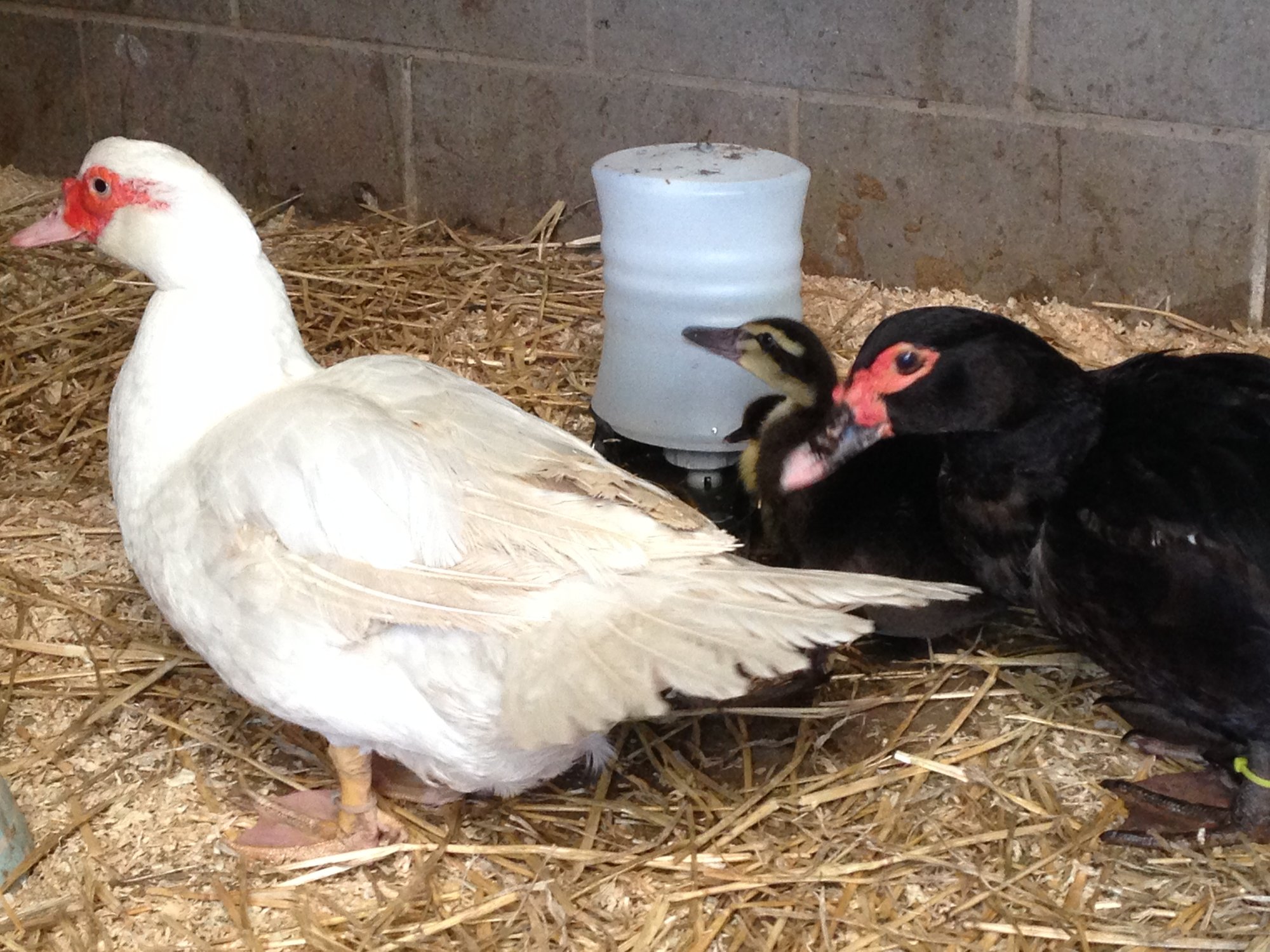Ducklings
