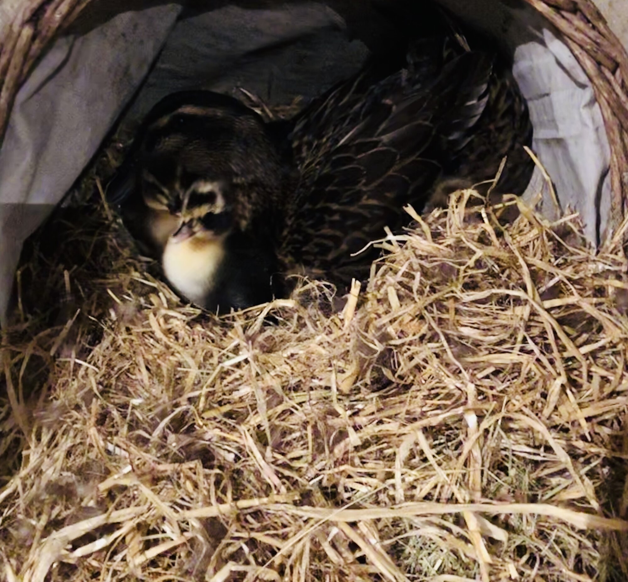 DUCKLINGS!!!