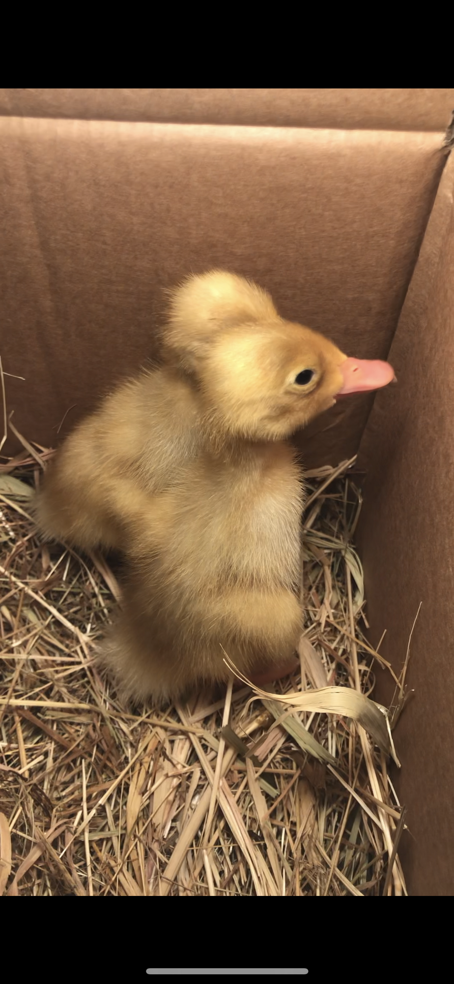Ducklings