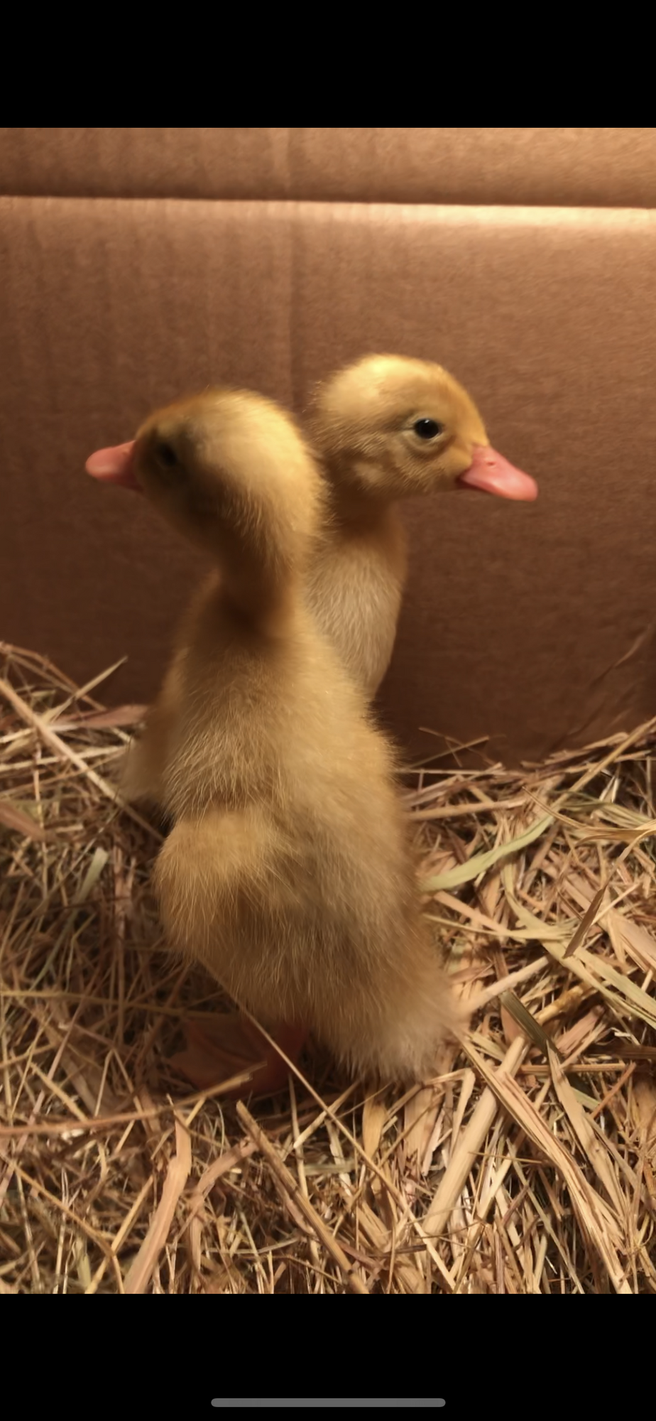 Ducklings