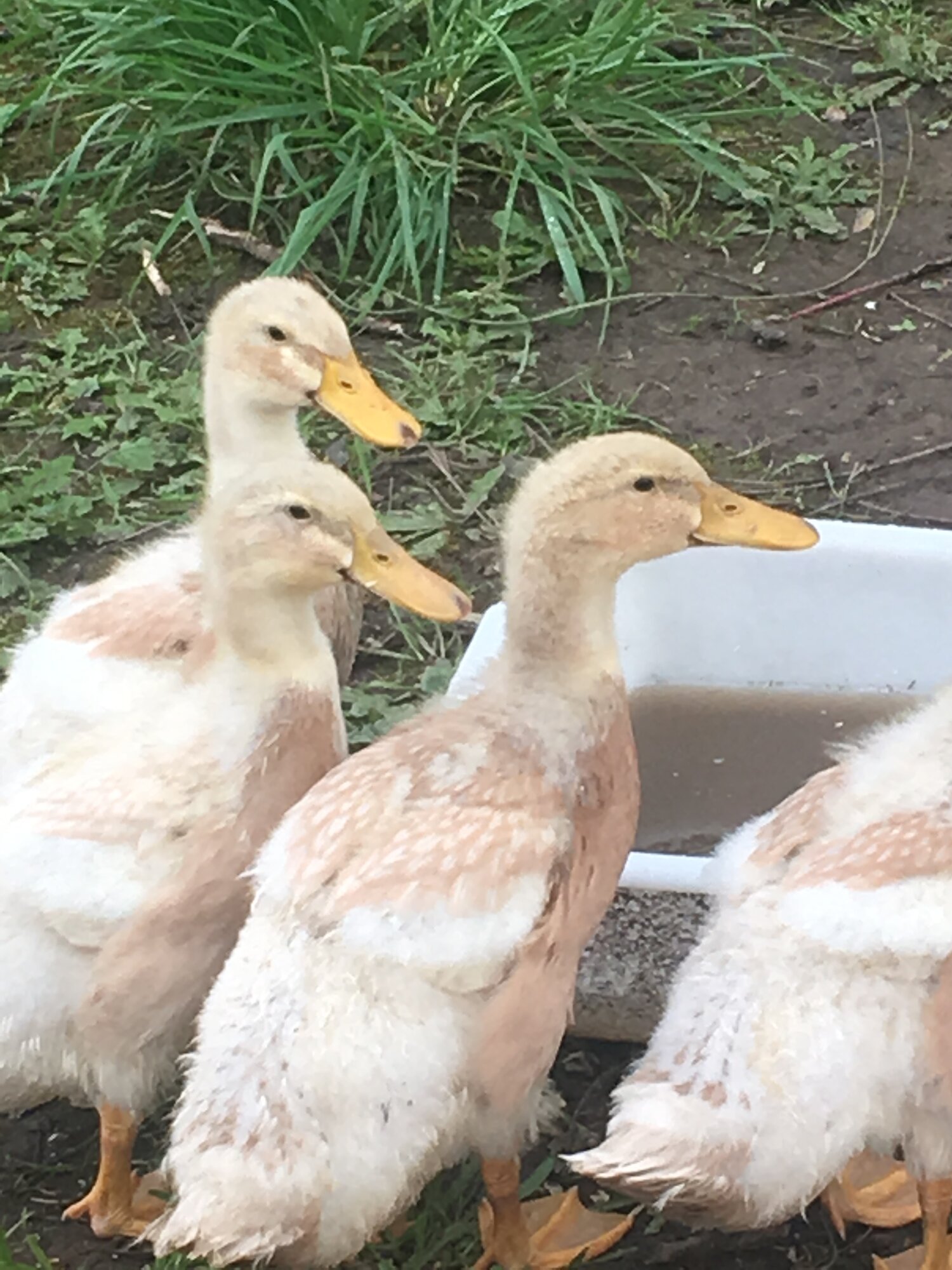 DucklingsCheckingOutTheDuck_Bill.JPG