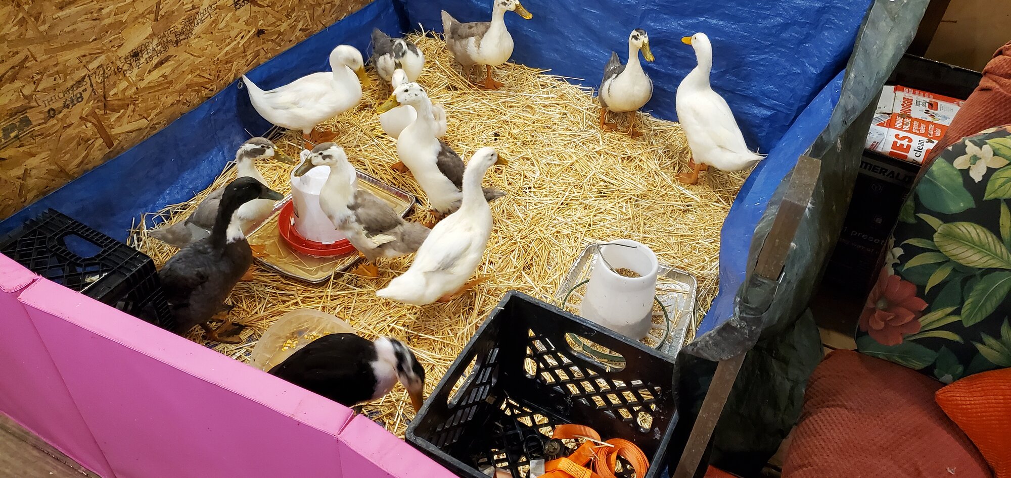 Ducknagers in their new bed