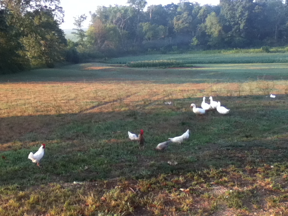 Ducks and chickens grazing in the side yard.