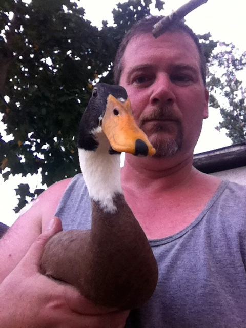 Ducks and Chickens