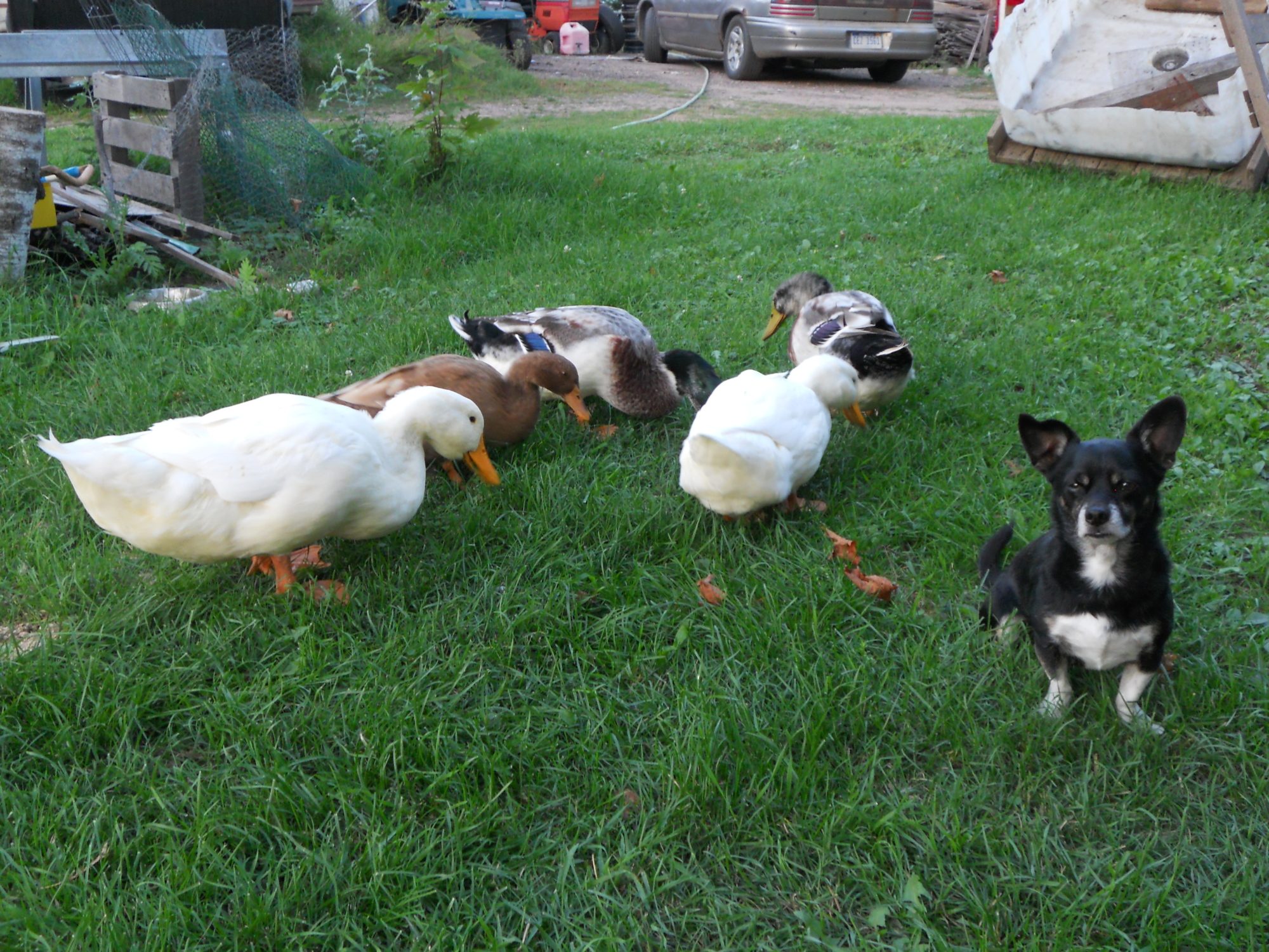ducks and doggie at 3 months old