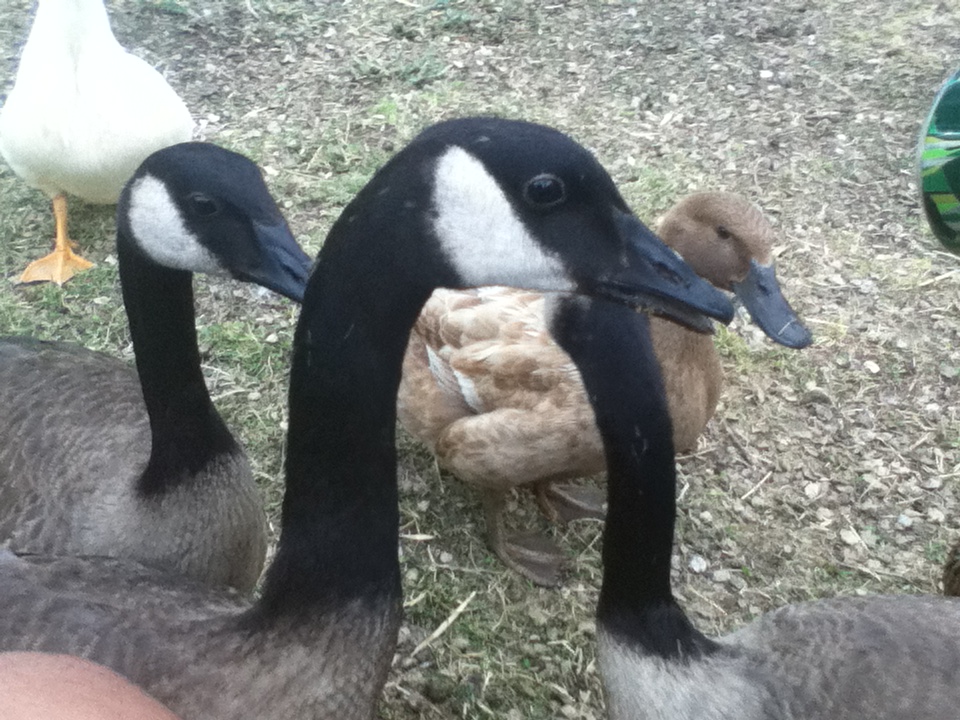 Ducks and geese