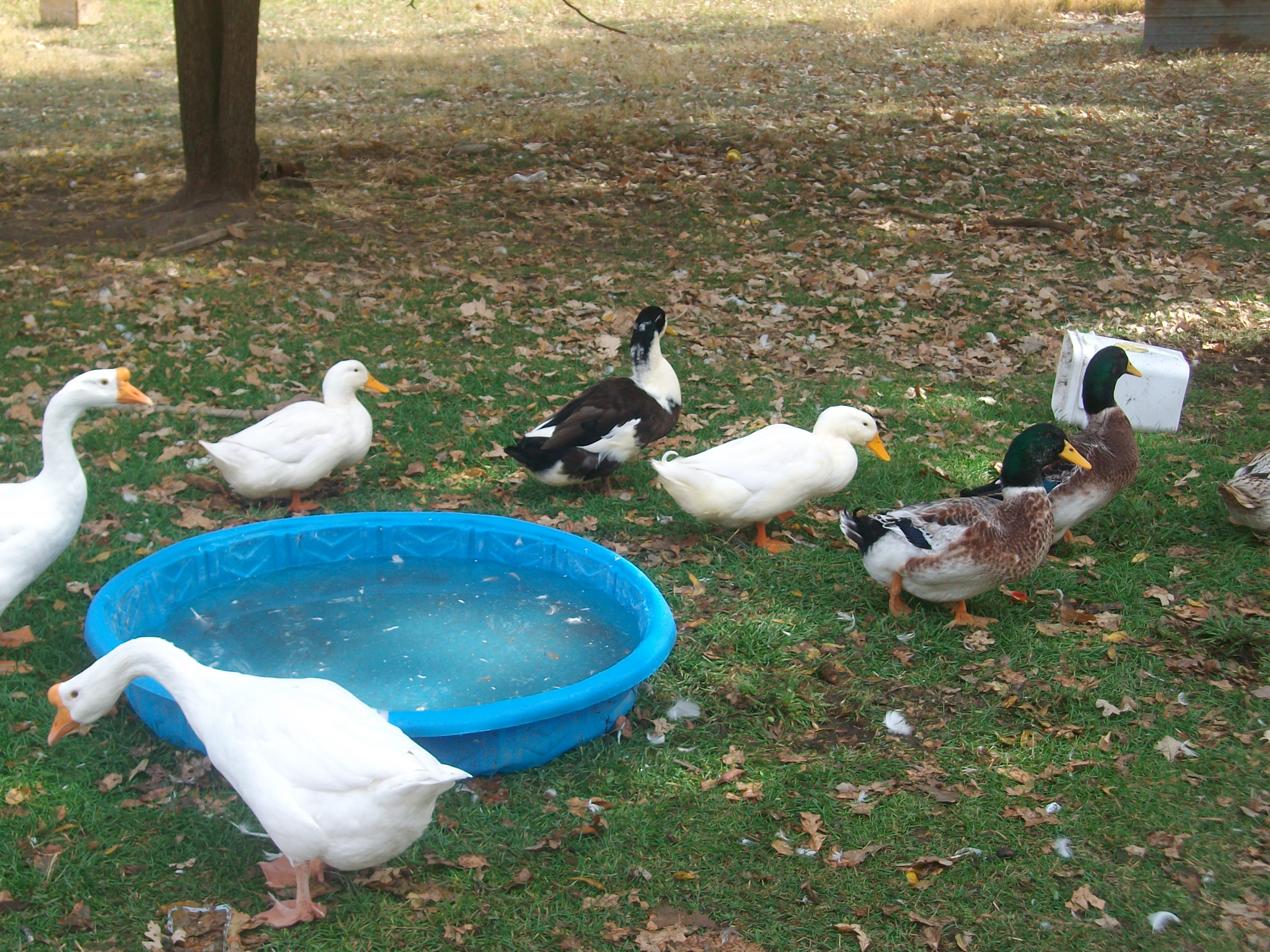 Ducks and the geese