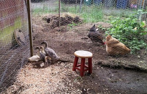 Ducks and two of the neighbors' three chickens. 
From L to R: Tina Ray Charles, Bettie, Etta, Miss Otis, and Thelma in the front.