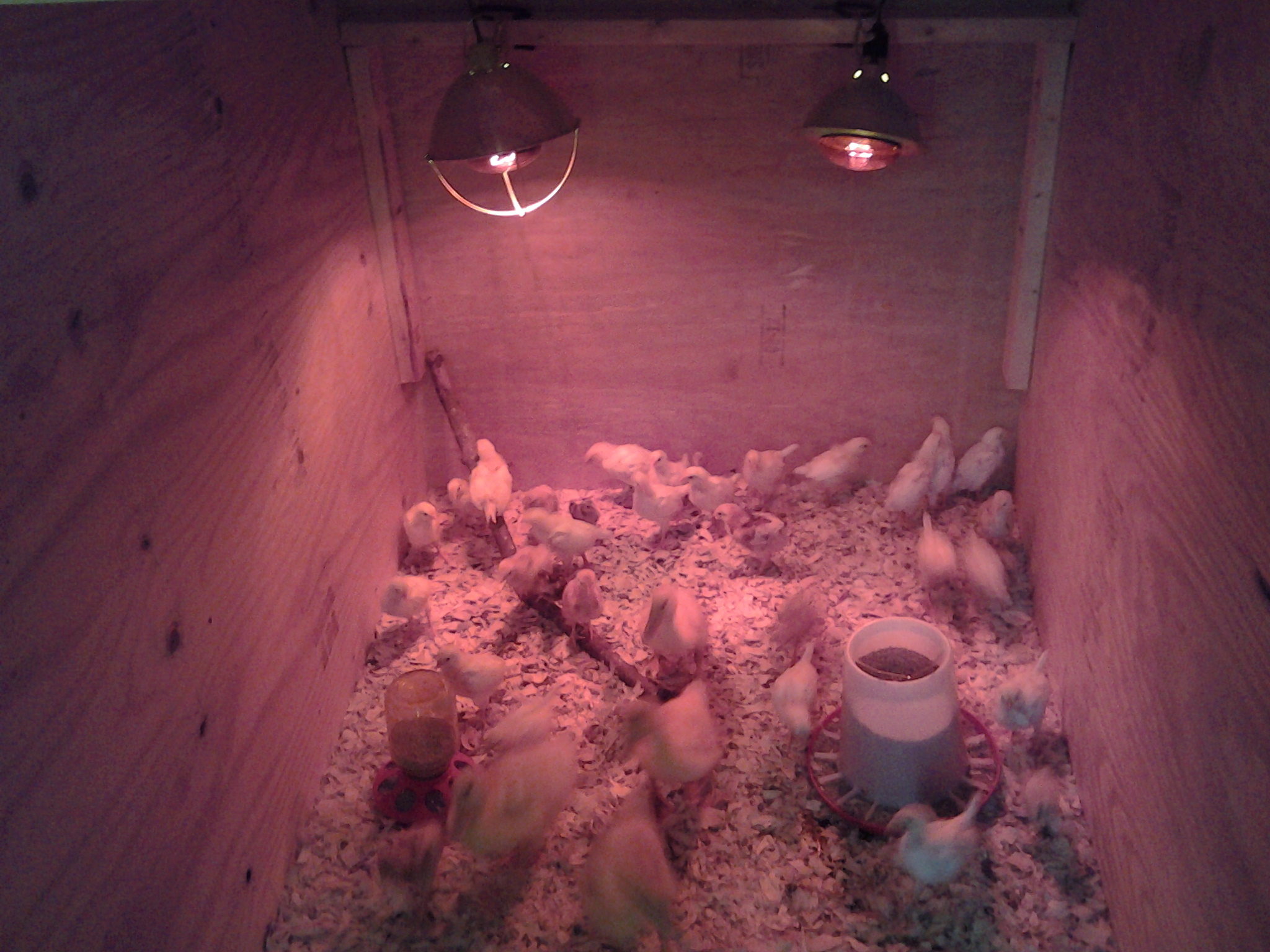 Ducks are in charge !