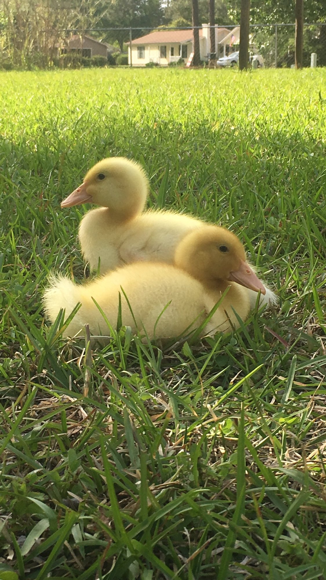 Ducks As Babies