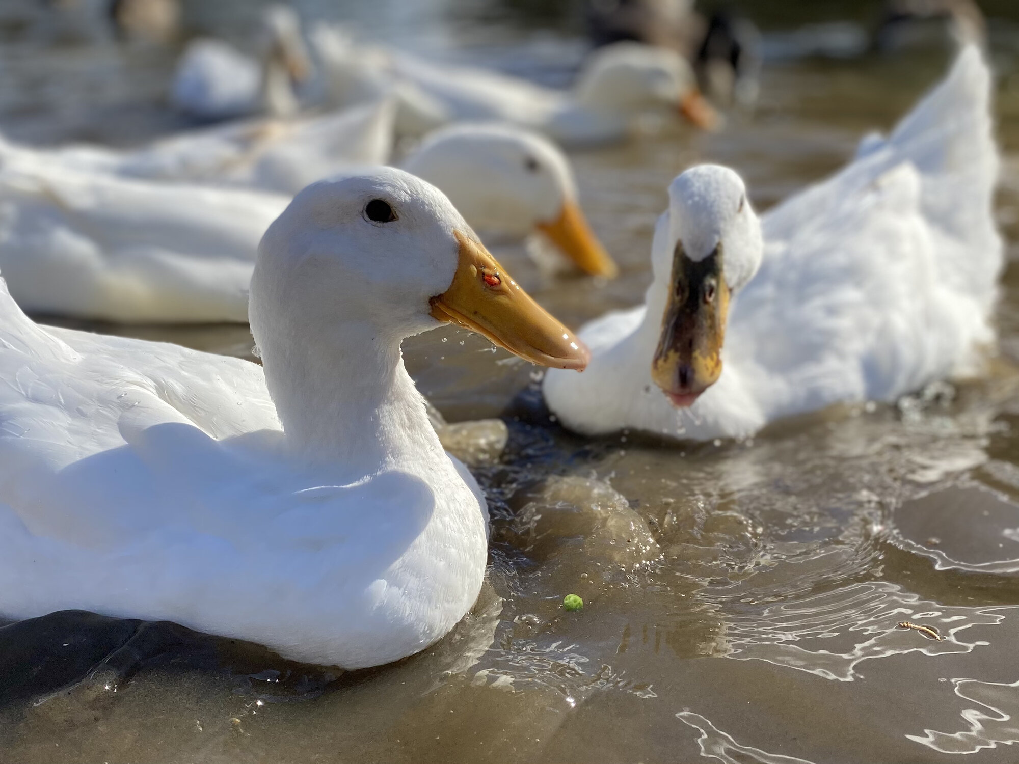 Ducks at local pond