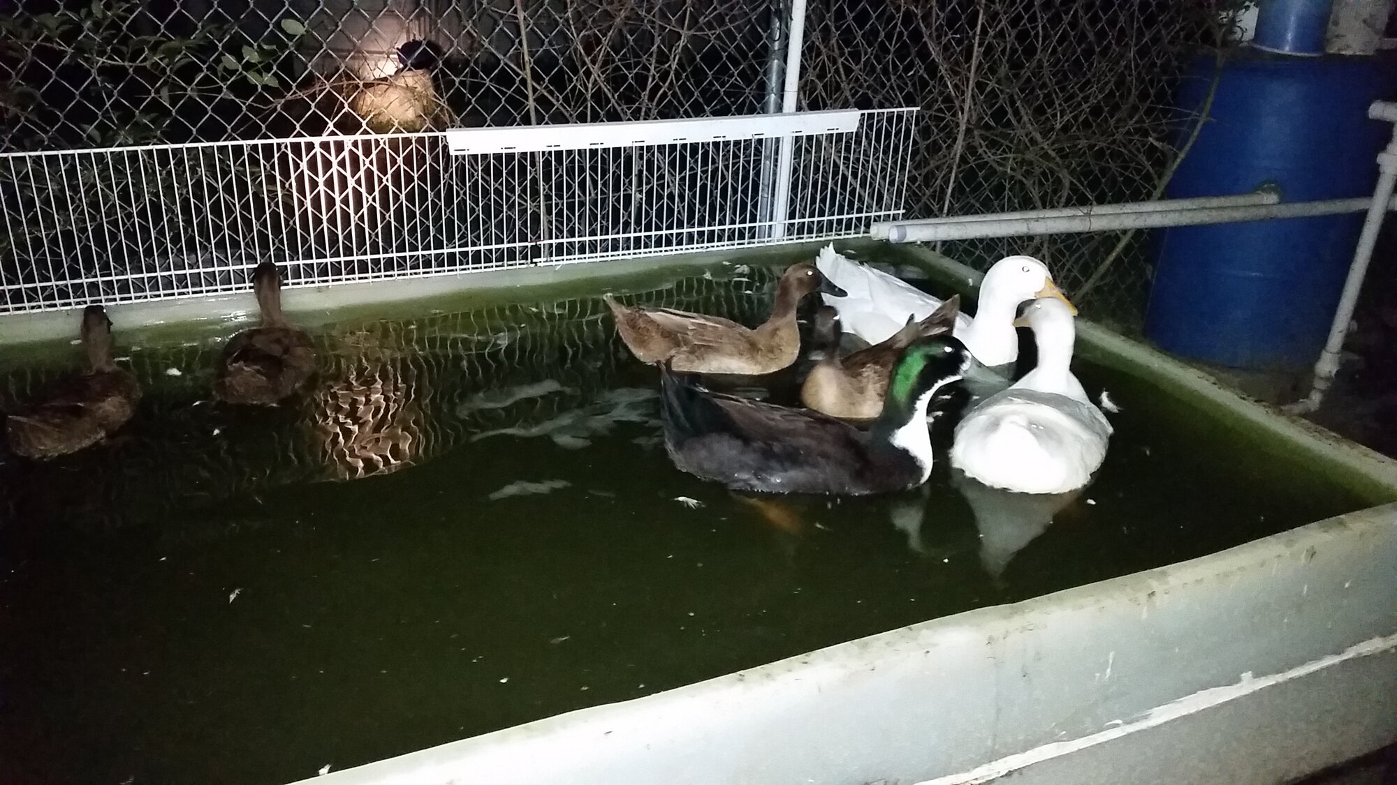 Ducks at night
