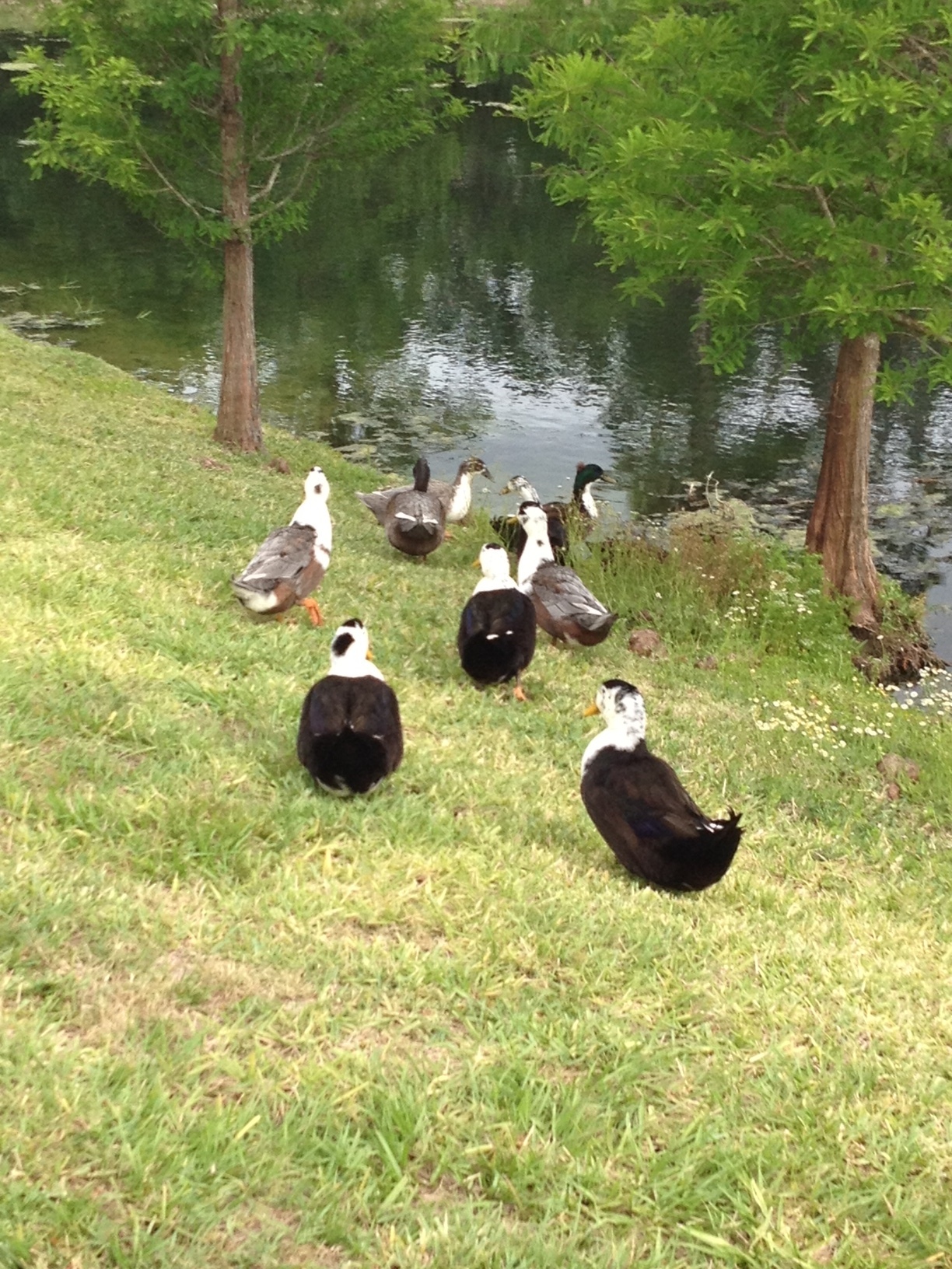Ducks back at the pond!