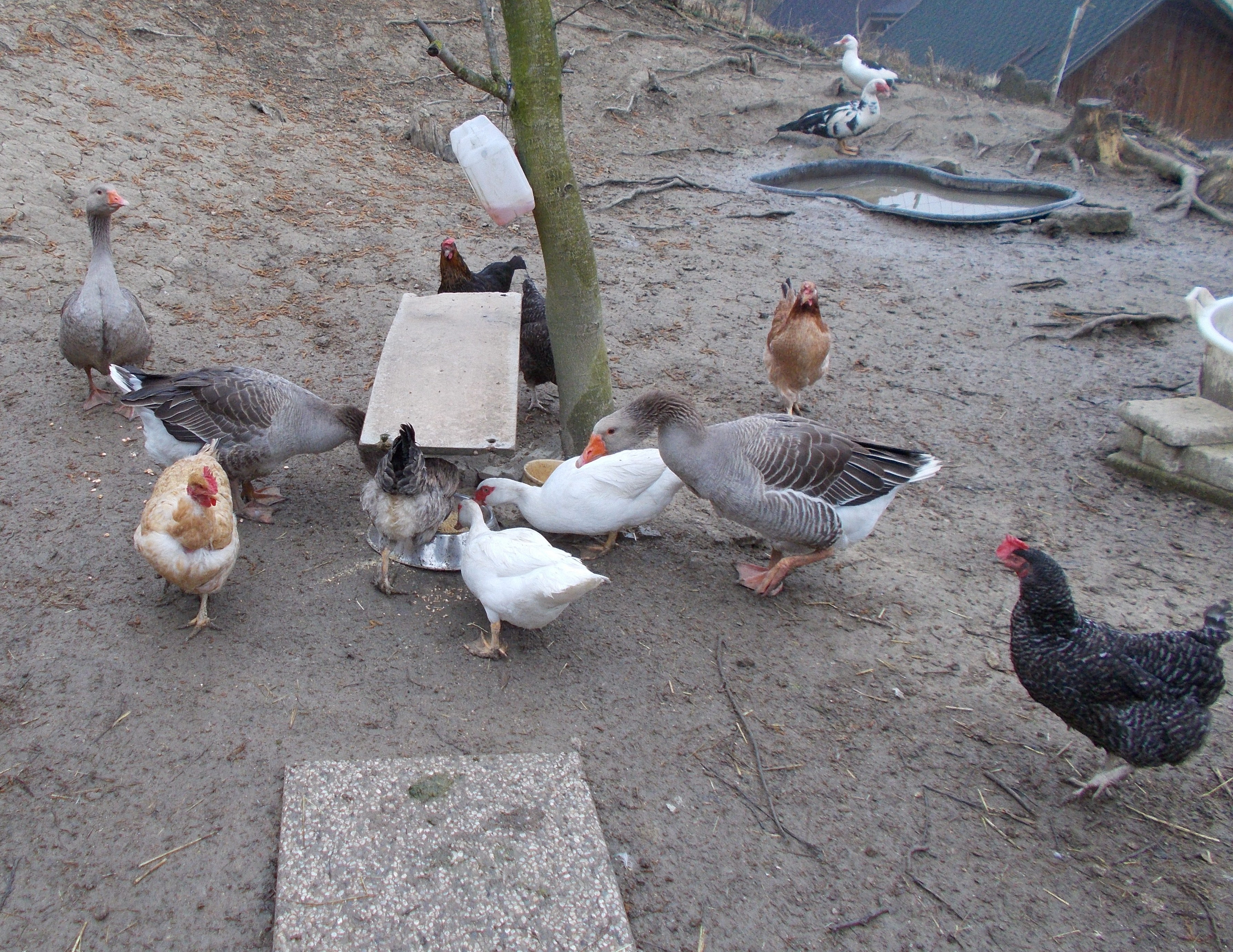 Ducks, chicken, geese :)