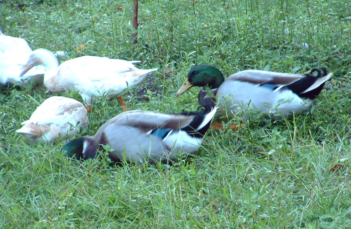 Ducks excavating my yard.