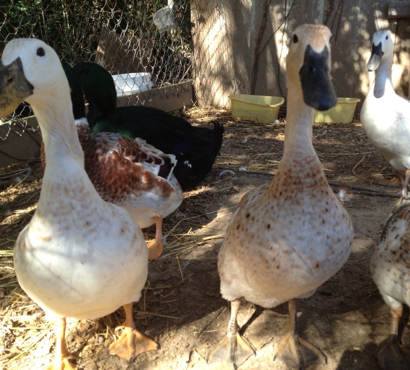 Duck's Eye View