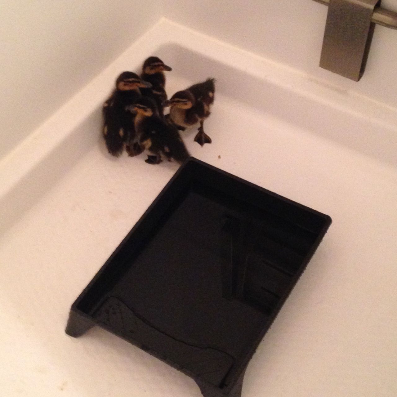 Ducks first swim 5/23/14   1  1/2   weeks old