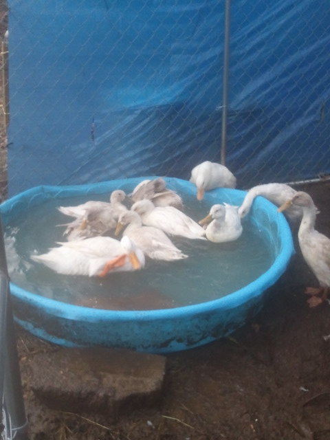ducks grown up