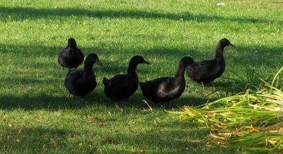 ducks in a row